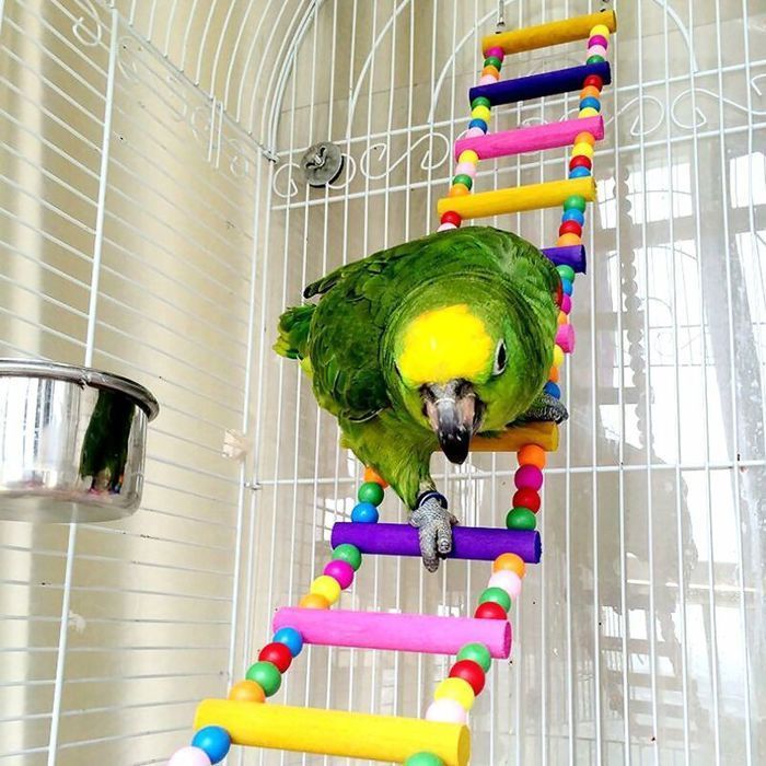 Jouets pour Oiseaux pour Perroquet échelle balançoire Dressage Pont Arc-en-Ciel pour perroquets perruches Conures cokatoo