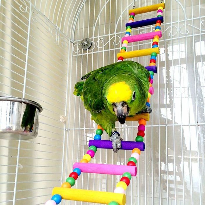 Jouet Oiseau Perroquet Échelle Balançoire et Hamac Suspendus pour Petites Perruches Calopsittes Aras