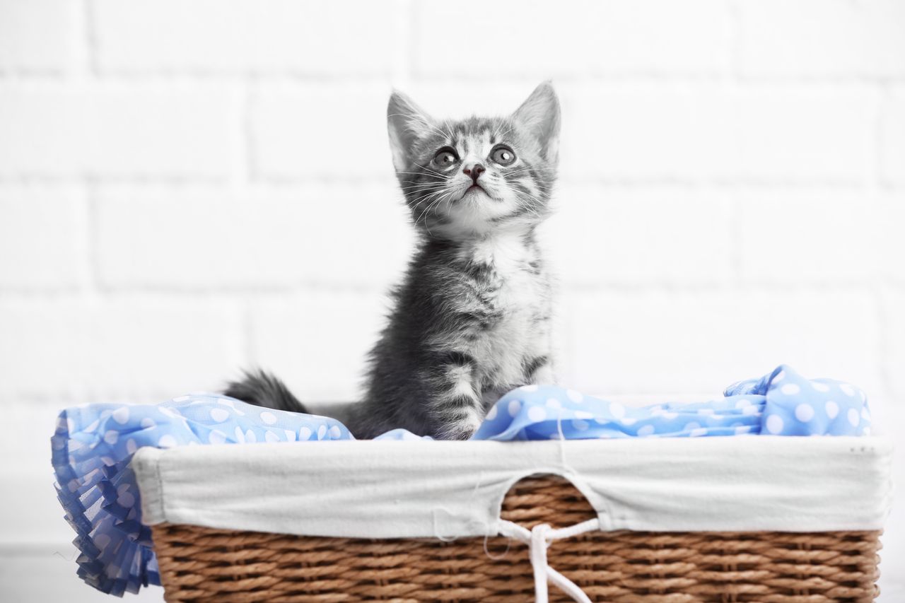 Chaton à la maison : préparer ses premiers jours sans stress