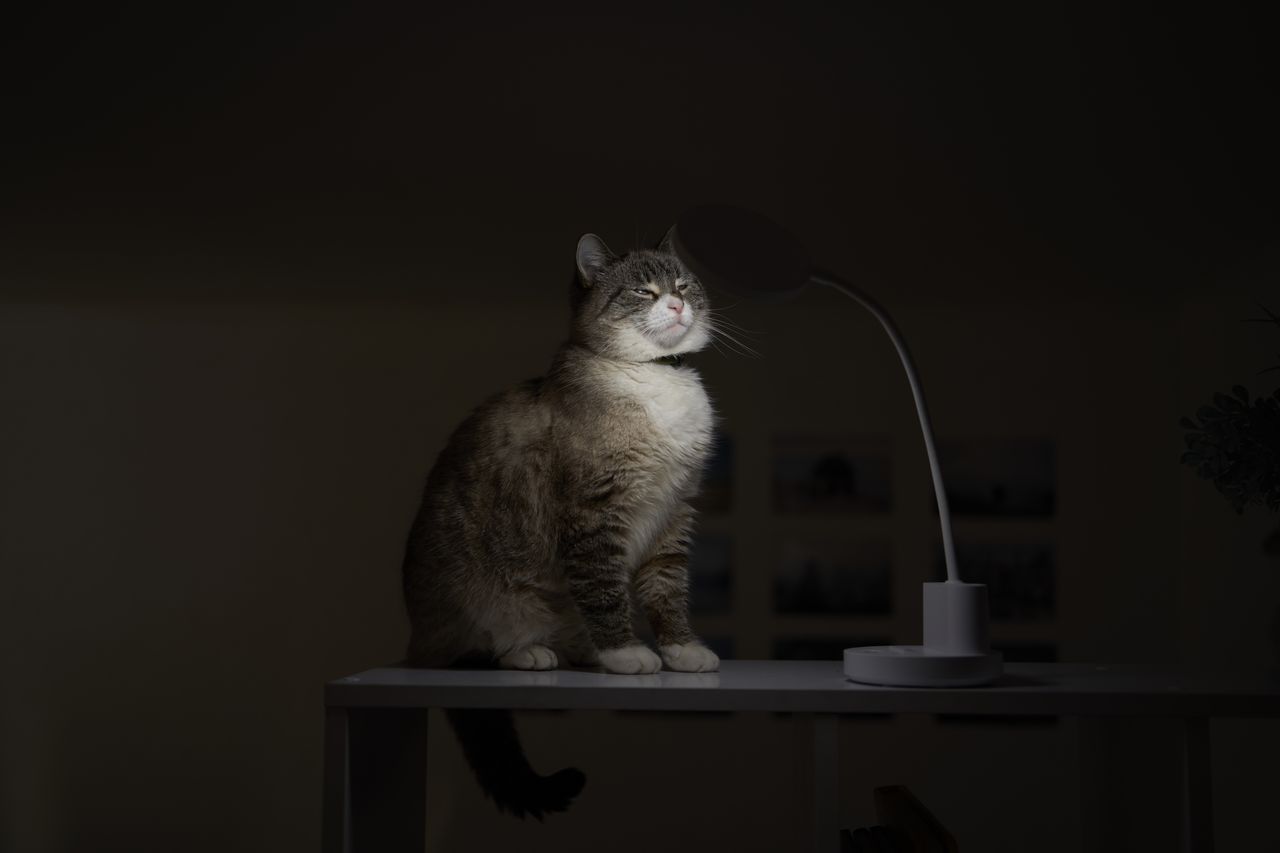 Chat siamois observant une litière propre dans une pièce calme, baignée de lumière naturelle.