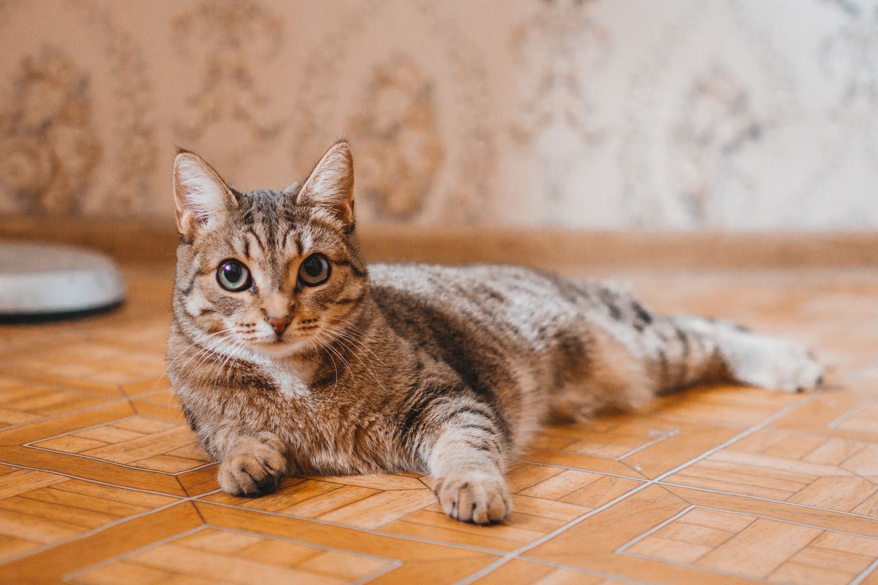 Chat tigré allongé sur le sol d'un intérieur
