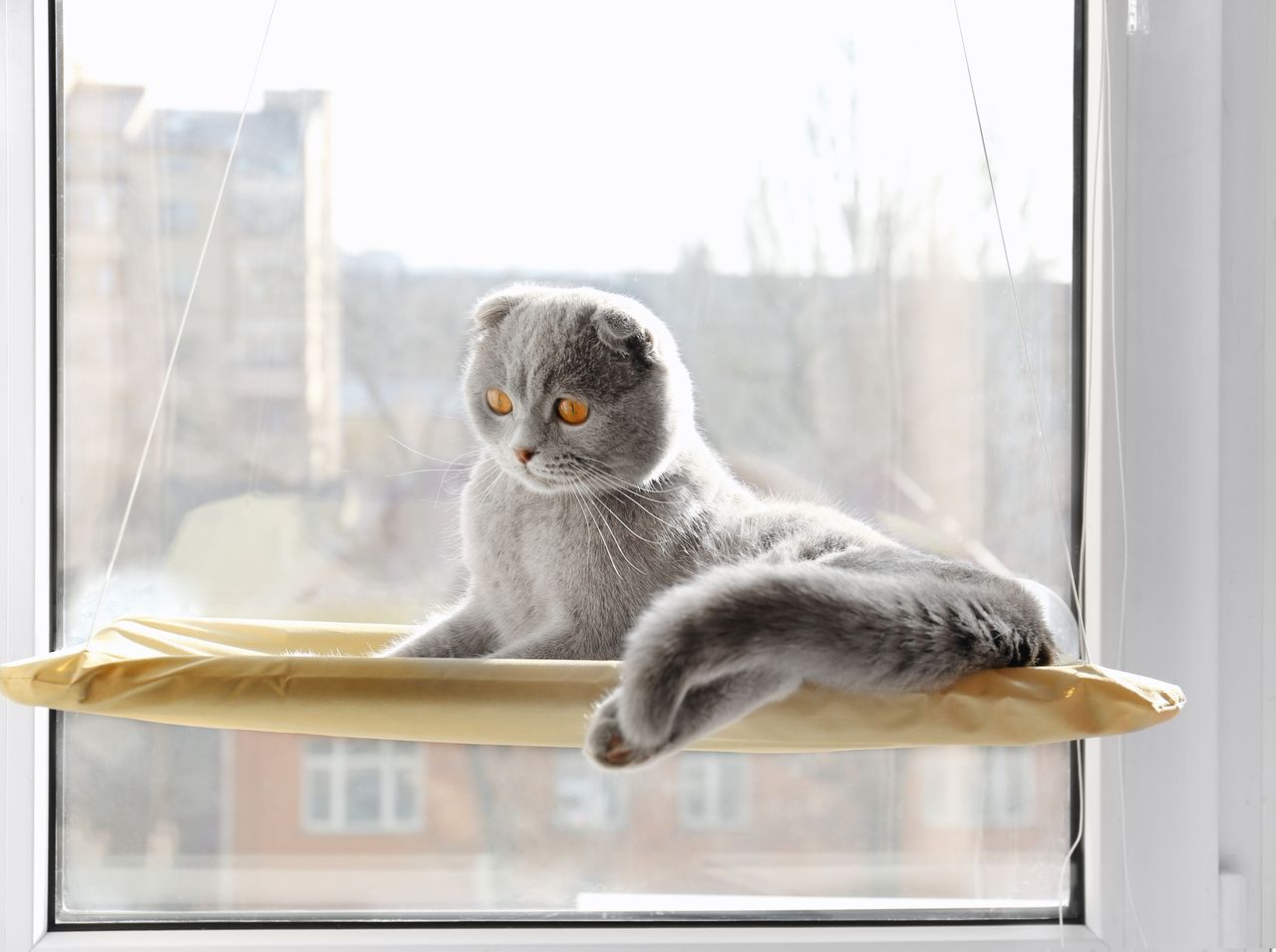 Aménager un territoire vertical pour un chat d'appartement