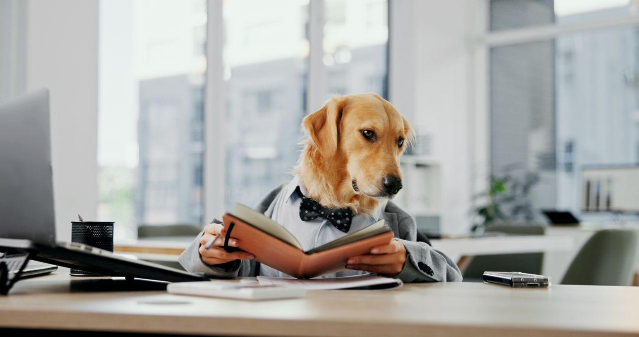 Combien coûte vraiment un chien sur 15 ans ? Budget complet poste par poste