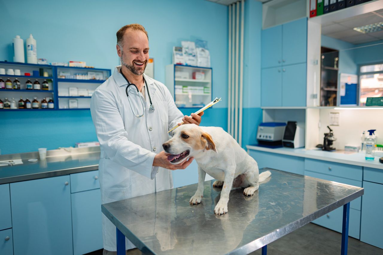 Chien adulte près de ses gamelles, carnet de santé et laisse sur fond clair.