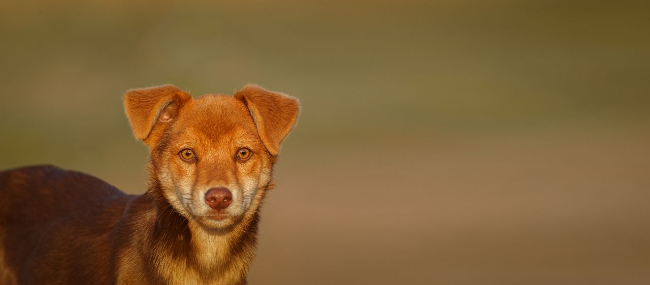 Anxiété de séparation chez le chien : signes, habituation, quand consulter