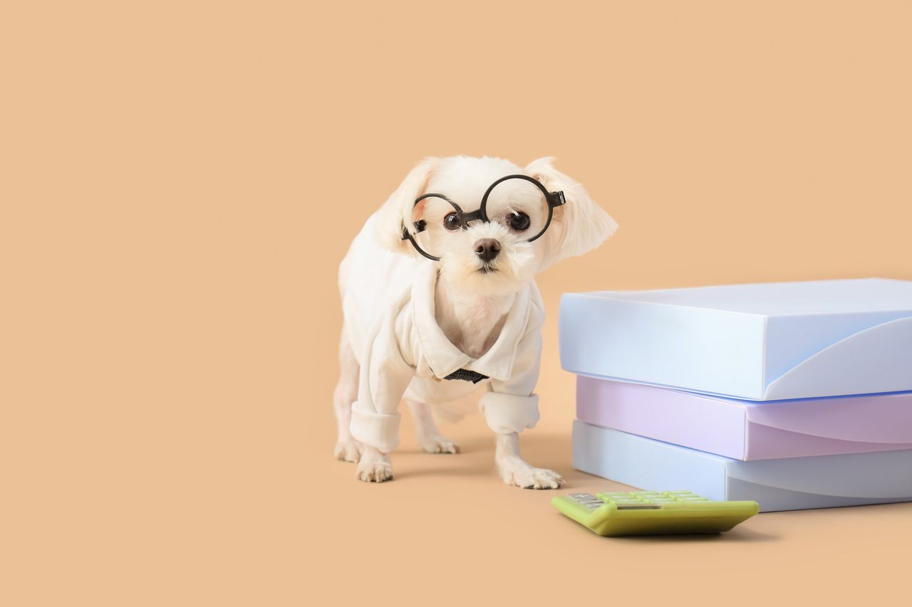 Chien et chat consultent une facture vétérinaire pour calculer le reste à charge.