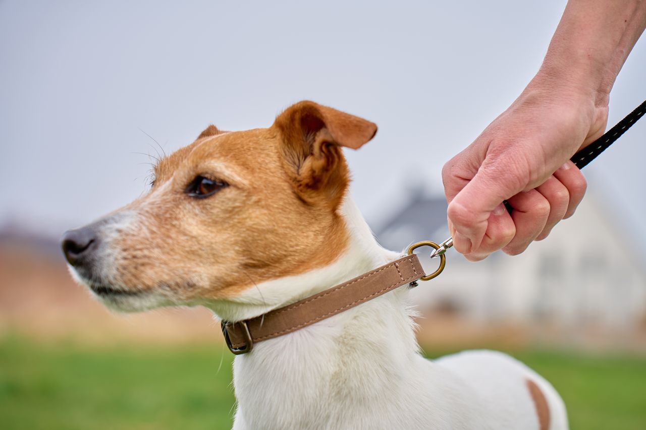 Chien Jack Russell en laisse courte dans un jardin, collier visible, prêt pour la promenade.