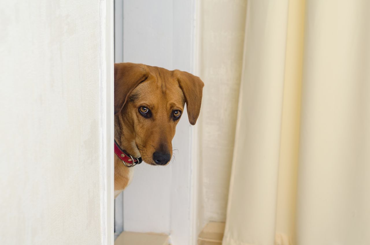 Chien sur le seuil d'une porte, entre maison et jardin