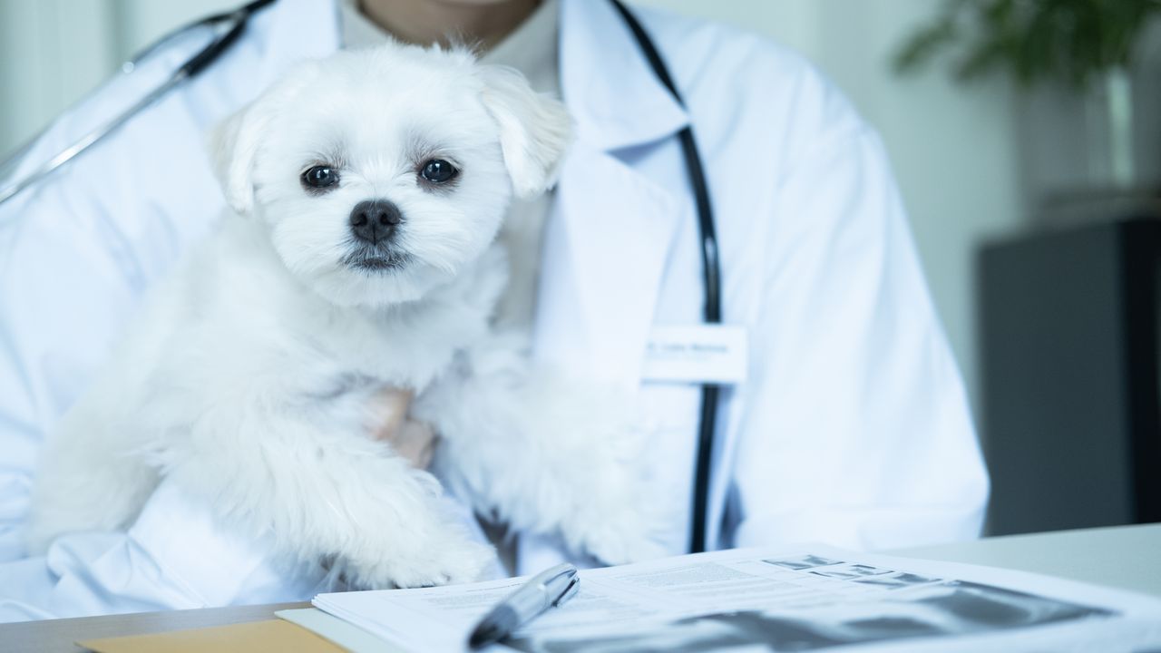 Calendrier de vaccination et de vermifugation du chiot, mois par mois