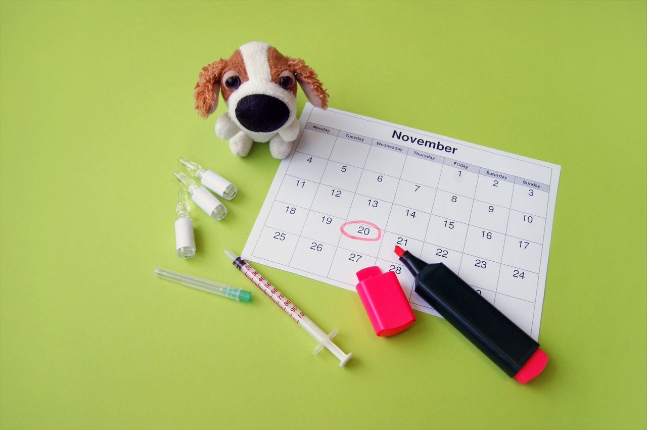 Chiot chez le vétérinaire avec carnet de santé, seringue et calendrier de vaccination marqué.