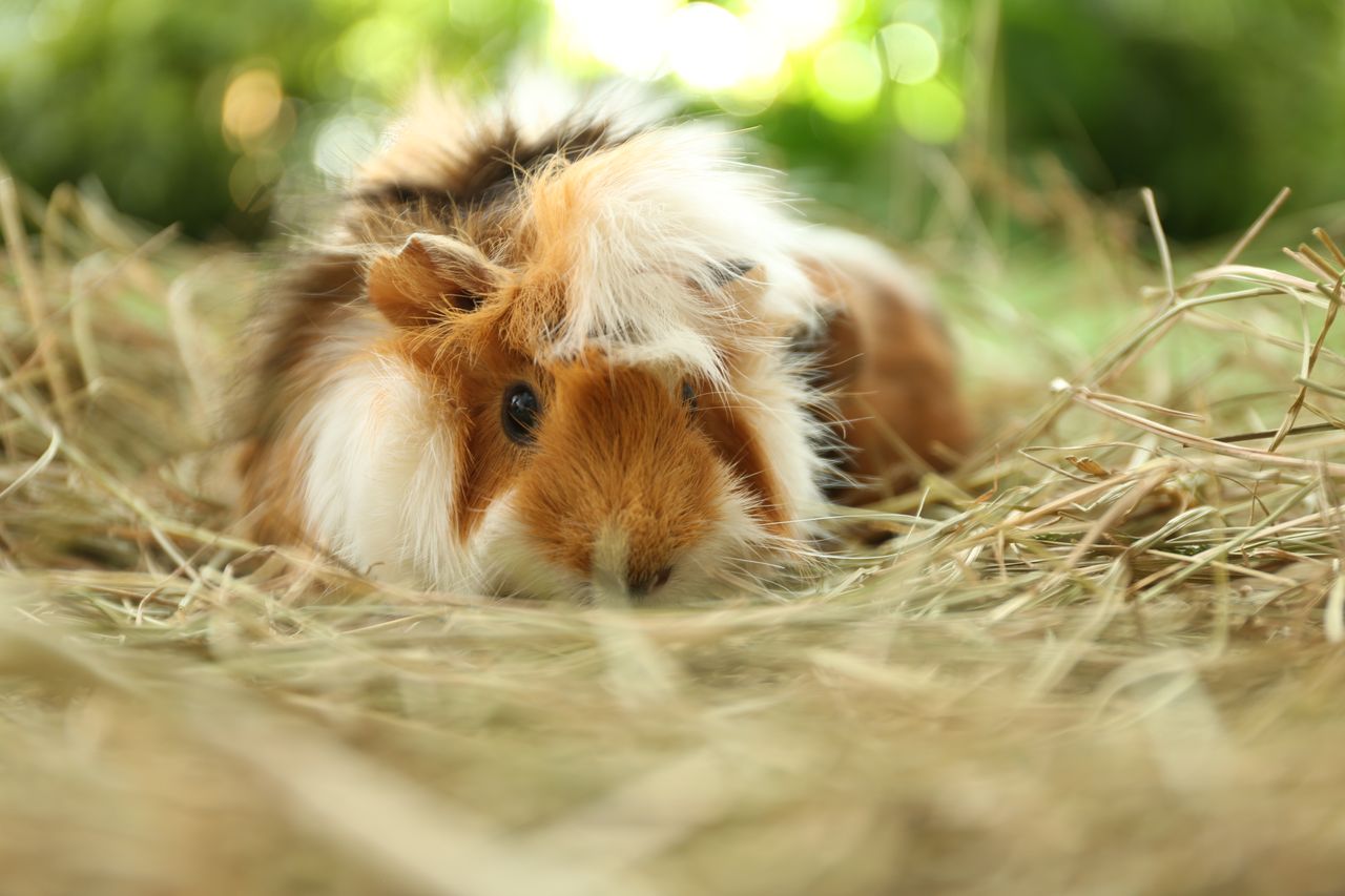 Cochon d'Inde près d'une botte de foin