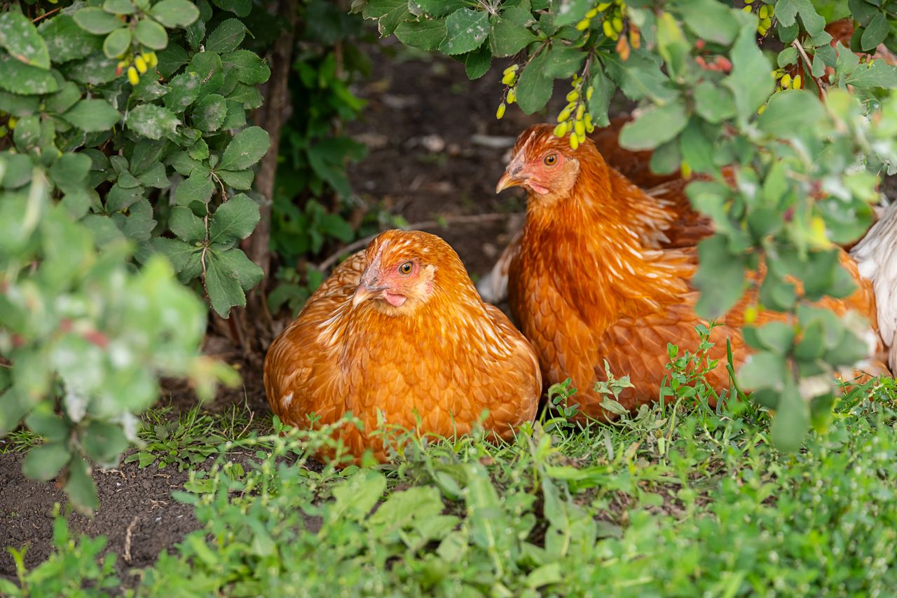 Deux poules brunes se reposent dans un enclos familial avec poulailler au jardin.