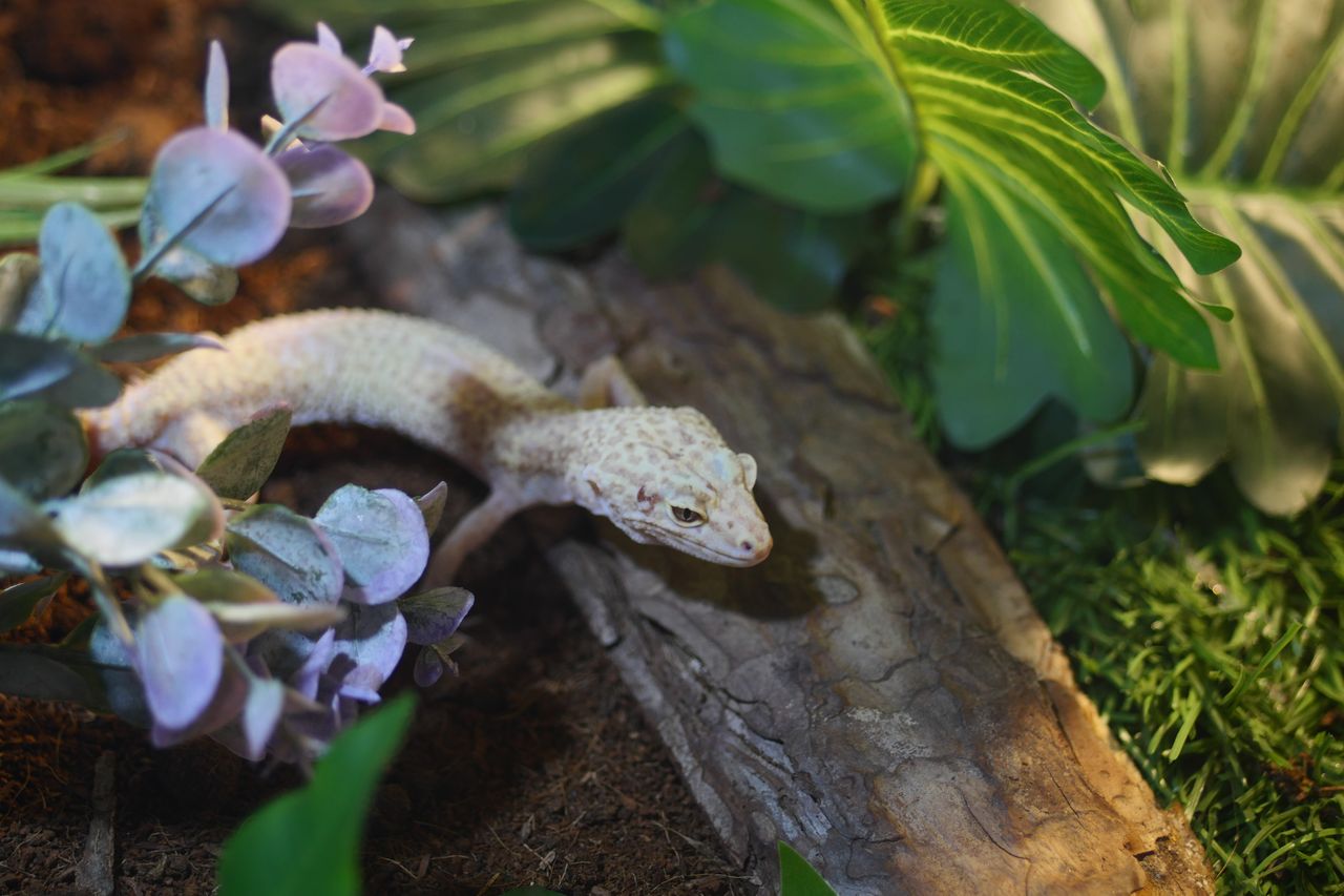 Gecko léopard dans son terrarium planté