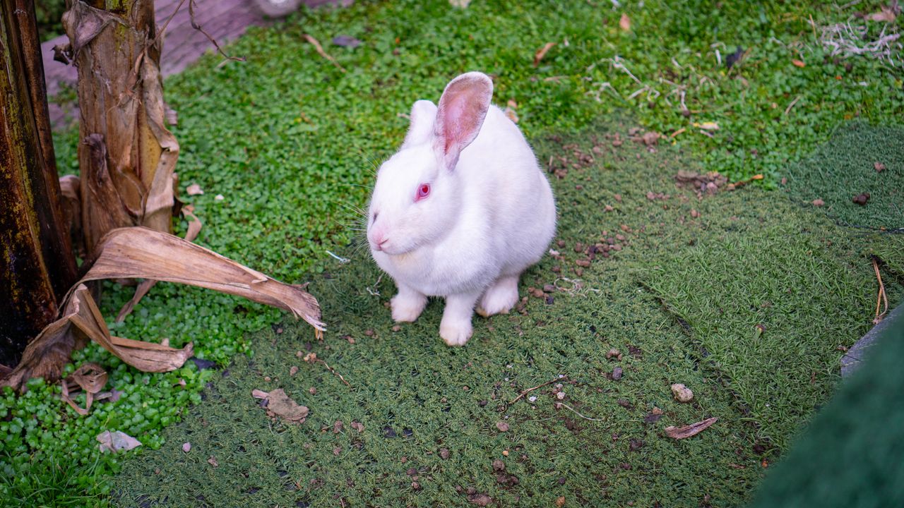 Lapin blanc mangeant du foin dans un râtelier propre, en lumière naturelle dans la campagne.