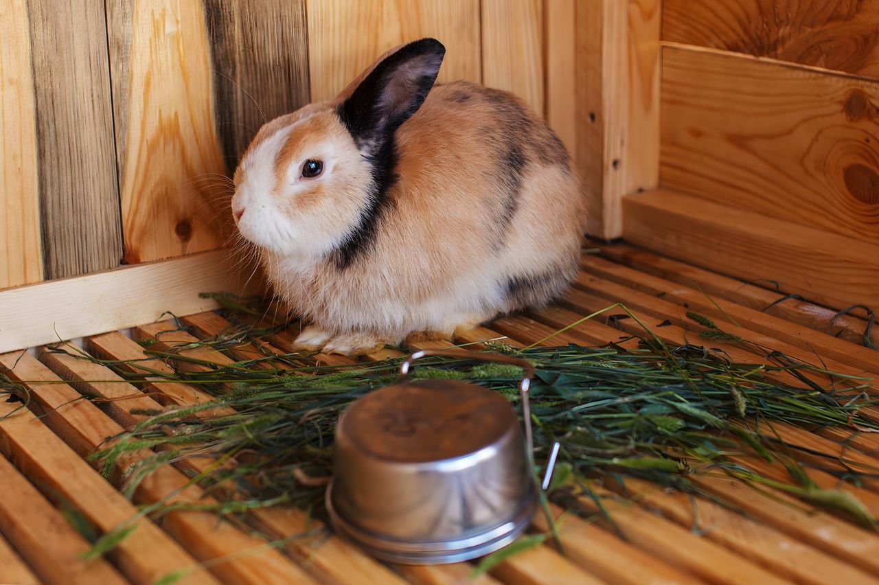 Pourquoi la cage pour lapin est presque toujours trop petite