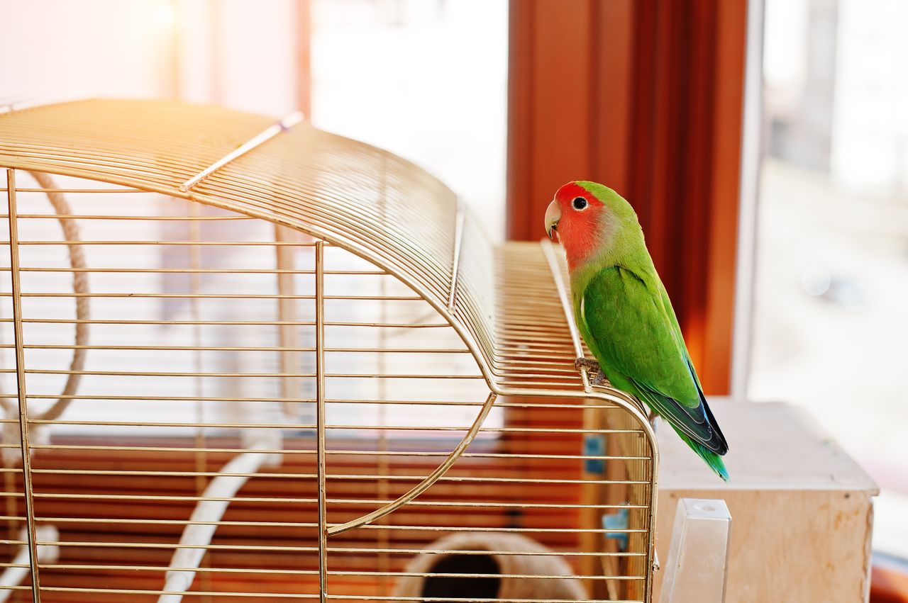 Cage à oiseaux : les dimensions minimales à ne pas dépasser à la baisse