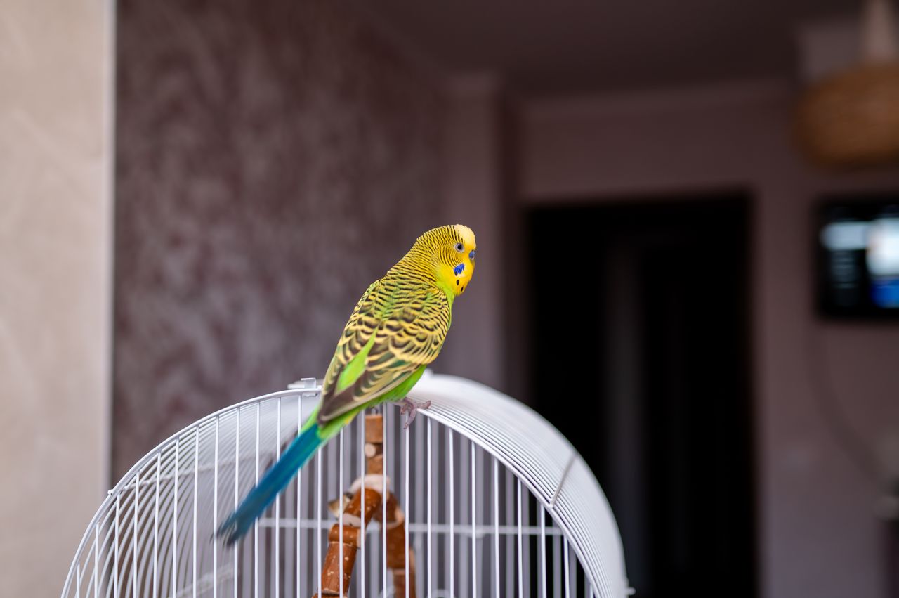 Perruche verte dans sa cage à la maison