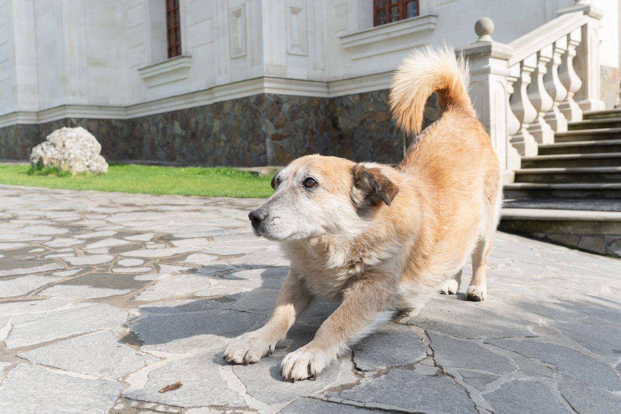 Petit chien en laisse courte devant la mairie, sur pavé, dans une ambiance administrative sobre.