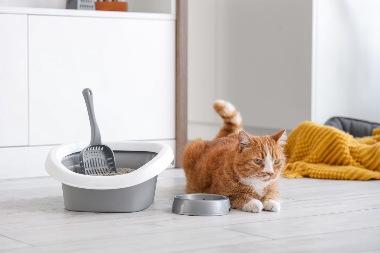 Pièce de transition pour chaton avec panier, litière, gamelles, jouets et transporteur pratique.