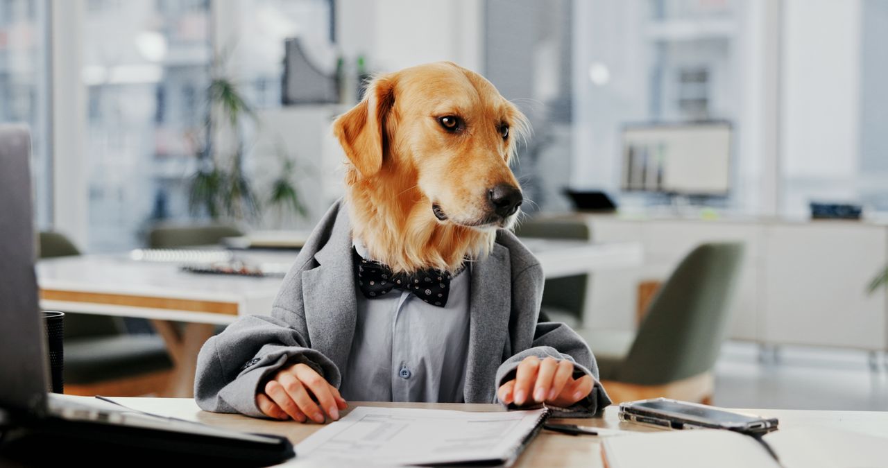 Signature d’un certificat d’adoption chez le vétérinaire, avec un chien en arrière-plan.
