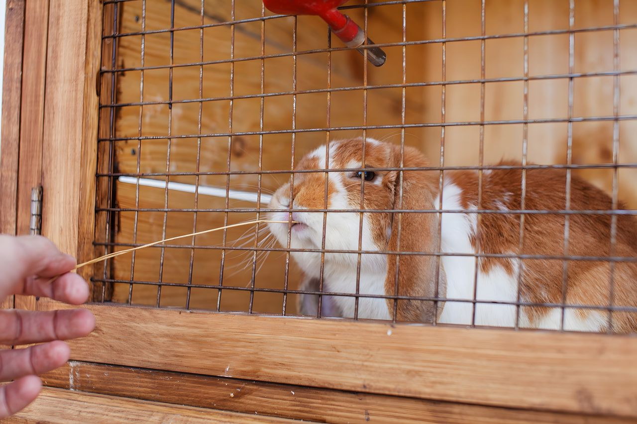 Un lapin dans une cage trop petite face à un enclos spacieux, dans une pièce sécurisée.